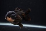 Short Body Thai Oranda  Panda 3.5 Inch (ID#0107T14b-104) Free2Day SHIPPING