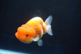 Juvenile Lionchu  Red White 3 Inch (ID#1025R11a-25) Free2Day SHIPPING