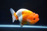 Juvenile Lionchu  Red White 3 Inch (ID#1025R11a-25) Free2Day SHIPPING