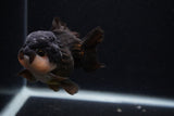 Short Body Thai Oranda  Panda 3.5 Inch (ID#0107T14b-104) Free2Day SHIPPING