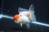 Thai Oranda  Sakura 4 Inch (ID#927To6b-113)