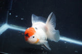 Thai Oranda  Sakura 4 Inch (ID#927To6b-113)