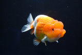 Juvenile Lionchu  Red White 3 Inch (ID#1025R11a-25) Free2Day SHIPPING