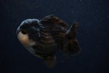 Short Body Thai Oranda  Panda 3.5 Inch (ID#0107T14b-104) Free2Day SHIPPING