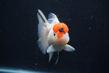 Thai Oranda  Sakura 4 Inch (ID#927To6b-113)