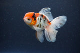 Thai Oranda  Calico 4.5 Inch (ID#1115To5b-91) Free2Day SHIPPING