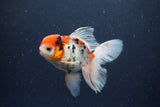 Thai Oranda  Calico 4.5 Inch (ID#1115To5b-91) Free2Day SHIPPING