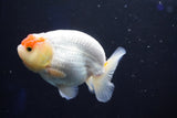 Juvenile Lionchu  Red White 3.5 Inch (ID#1025R11a-26) Free2Day SHIPPING