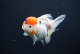 Thai Oranda  Sakura 4 Inch (ID#927To6b-113)