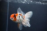 Thai Oranda  Calico 4.5 Inch (ID#1115To5b-91) Free2Day SHIPPING