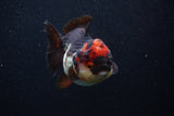 Short Body Thai Oranda  Tricolor 4 Inch (ID#0107T14b-105) Free2Day SHIPPING