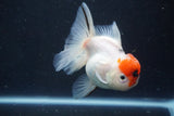 Thai Oranda  Sakura 4 Inch (ID#927To6b-113)