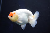 Juvenile Lionchu  Red White 3.5 Inch (ID#1025R11a-26) Free2Day SHIPPING