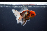 Thai Oranda  Calico 4.5 Inch (ID#1115To5b-91) Free2Day SHIPPING