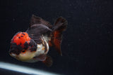 Short Body Thai Oranda  Tricolor 4 Inch (ID#0107T14b-105) Free2Day SHIPPING