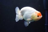 Juvenile Lionchu  Red White 3.5 Inch (ID#1025R11a-26) Free2Day SHIPPING