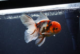 Thai Oranda  Calico 4.5 Inch (ID#1115To5b-91) Free2Day SHIPPING