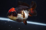 Short Body Thai Oranda  Tricolor 4 Inch (ID#0107T14b-105) Free2Day SHIPPING