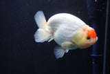 Juvenile Lionchu  Red White 3.5 Inch (ID#1025R11a-26) Free2Day SHIPPING