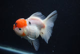 Thai Oranda  Sakura 4 Inch (ID#927To6b-113)