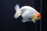 Juvenile Lionchu  Red White 3.5 Inch (ID#1025R11a-26) Free2Day SHIPPING