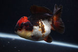 Short Body Thai Oranda  Tricolor 4 Inch (ID#0107T14b-105) Free2Day SHIPPING