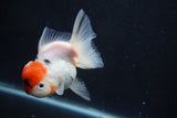 Thai Oranda  Sakura 4 Inch (ID#927To6b-113)