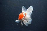 Thai Oranda  Calico 4.5 Inch (ID#1115To5b-91) Free2Day SHIPPING