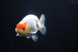 Juvenile Lionchu  Red White 3.5 Inch (ID#1025R11a-26) Free2Day SHIPPING