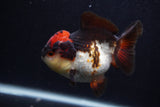 Short Body Thai Oranda  Tricolor 4 Inch (ID#0107T14b-105) Free2Day SHIPPING