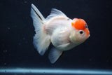 Thai Oranda  Sakura 4 Inch (ID#927To6b-113)