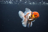 Thai Oranda  Calico 4.5 Inch (ID#1115To5b-91) Free2Day SHIPPING