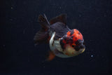 Short Body Thai Oranda  Tricolor 4 Inch (ID#0107T14b-105) Free2Day SHIPPING