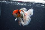 Thai Oranda  Calico 4.5 Inch (ID#1115To5b-91) Free2Day SHIPPING