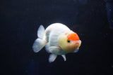 Juvenile Lionchu  Red White 3.5 Inch (ID#1025R11a-26) Free2Day SHIPPING