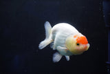 Juvenile Lionchu  Red White 3.5 Inch (ID#1025R11a-26) Free2Day SHIPPING