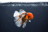 Thai Oranda  Calico 4.5 Inch (ID#1115To5b-91) Free2Day SHIPPING