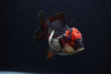 Short Body Thai Oranda  Tricolor 4 Inch (ID#0107T14b-105) Free2Day SHIPPING