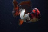 Short Body Thai Oranda  Tricolor 4 Inch (ID#0107T14b-105) Free2Day SHIPPING