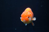 Juvenile Lionchu  Red White 3.5 Inch (ID#1025R11a-27) Free2Day SHIPPING