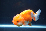 Juvenile Lionchu  Red White 3.5 Inch (ID#1025R11a-27) Free2Day SHIPPING