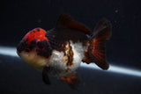 Short Body Thai Oranda  Tricolor 4 Inch (ID#0107T14b-105) Free2Day SHIPPING