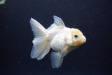 Thai Oranda  White 4.5 Inch (ID#1115To5b-92) Free2Day SHIPPING