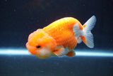 Juvenile Lionchu  Red White 3.5 Inch (ID#1025R11a-27) Free2Day SHIPPING