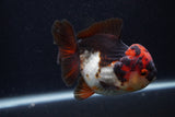 Short Body Thai Oranda  Tricolor 4 Inch (ID#0107T14b-105) Free2Day SHIPPING