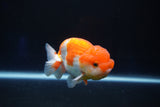 Juvenile Lionchu  Red White 3.5 Inch (ID#1025R11a-27) Free2Day SHIPPING