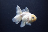 Thai Oranda  White 4.5 Inch (ID#1115To5b-92) Free2Day SHIPPING