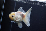 Thai Oranda  White 4.5 Inch (ID#1115To5b-92) Free2Day SHIPPING