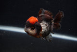 Short Body Thai Oranda  Tricolor 3.5 Inch (ID#0107T14b-106) Free2Day SHIPPING