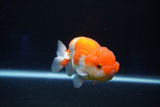 Juvenile Lionchu  Red White 3.5 Inch (ID#1025R11a-27) Free2Day SHIPPING